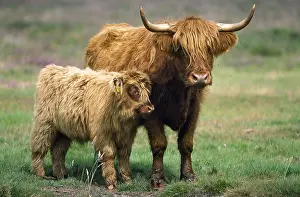 Taurus: Highland Cattle (Bos taurus) highland cow with