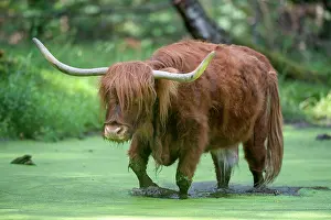 Taurus: Highland cattle (Bos taurus) runs through water