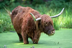 Taurus: Highland cattle (Bos taurus) in water with duckweeds