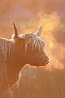 Breath: Highland Cattle - breath visible