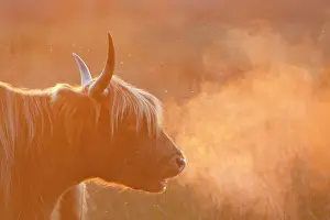Breath: Highland Cattle - breath visible