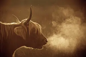 Breath: Highland Cattle - breath visible