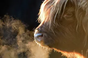 Breath: Highland Cattle - breath visible