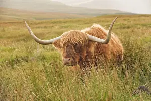 Skye: Highland Cattle, bull, standing in moorland, Isle