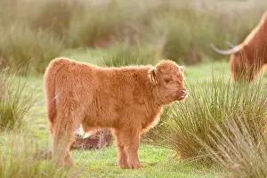 Bullock: Highland Cattle - Calf on grazing marsh