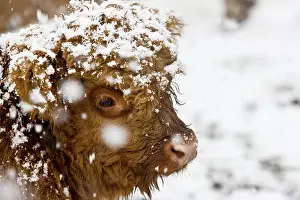 Ungulata: Highland cattle, calf in a snowstorm, North Tyrol