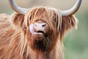 Geoff Du Feu: Highland Cattle - chewing on grass
