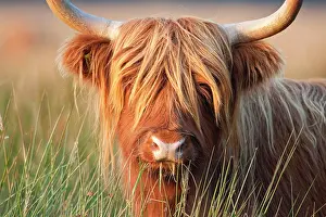 Geoff Du Feu: Highland Cattle - chewing on grass