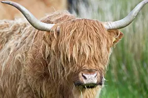 Uist: Highland Cattle - close up of head