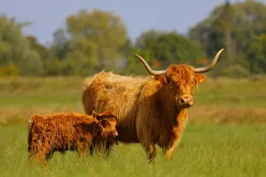 Taurus: Highland Cattle cow and its calf licking its muzzle