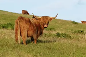 Domestics: Highland cattle cow grazing on flield Scotland