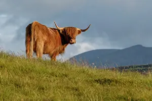 Domestics: Highland cattle cow grazing on flield Scotland