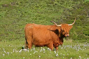 Bovinae: Highland cattle - cow grazing on moorland