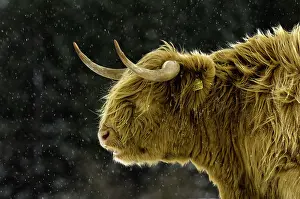 Tough: Highland cattle, cow, portrait, in snowfall, Cumbria