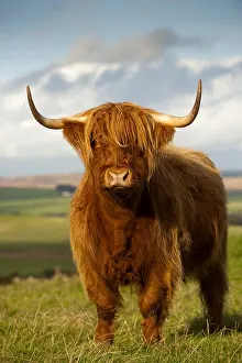 Ungulata: Highland cattle, cow, standing on a hillside pasture