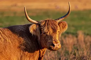 Beef: Highland Cattle in the Flathead Valley, Montana, USA