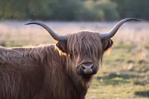 211119: Highland Cattle on grazing marsh at sunset - Norfolk