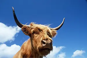 Nose: HIGHLAND CATTLE - head, sky and clouds
