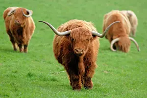 Buckinghamshire: Highland Cattle, herd, kept as pets, in pasture