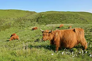 Bovinae: Highland Cattle - herd on moorland