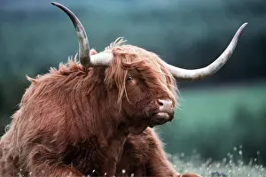 Hairstyles: HIGHLAND CATTLE - lying down