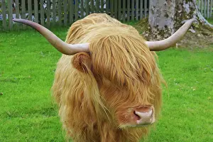 Fell: Highland-Cattle mit zottligem Fell und machtigen