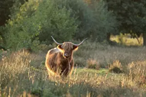 050221: Highland Cattle on Norfolk grazing marsh - Norfolk