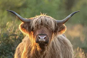 050221: Highland Cattle on Norfolk grazing marsh - Norfolk