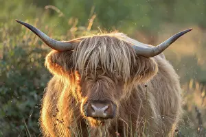 050221: Highland Cattle on Norfolk grazing marsh - Norfolk