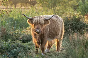 050221: Highland Cattle on Norfolk grazing marsh - Norfolk