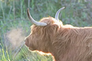 Breath: Highland Cattle - Portrait with condensing breath