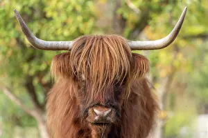 100722: Highland cattle portrait in a pasture in the french