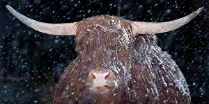Mamma: Highland cattle, portrait, snowstorm, Neustift