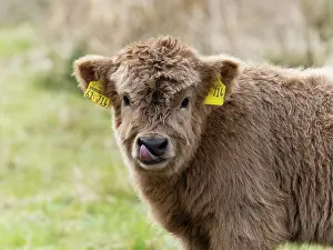 Taurus: Highland Cattle - portrit of calf with tags on ears