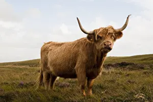 Heaths: Highland cattle in Scotland