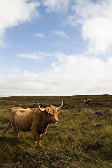 Heaths: Highland cattle in Scotland