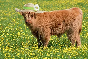 Bonnets: Highland Cattle, wearing straw hat