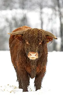 100722: Highland cattle on winter pasture, Germany, Europe