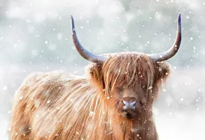 Falling: Highland Cattle - in winter snow