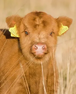 Tags: Highland Cattle - young with tags on ears