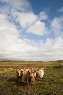 Heaths: Highland cattles in Scotland