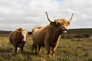 Heaths: Highland cattles in Scotland