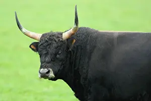 Oostvaardersplassen: Highland Cow