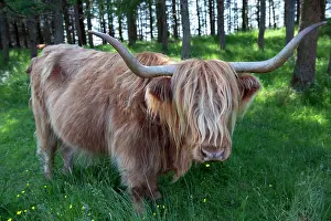 Mull: Highland Cow