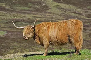 Taurus: Highland cow (Bos taurus) portrait in the Scottish