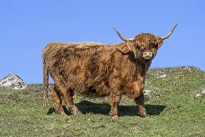 Meat: Highland cow (Bos taurus) portrait in the Scottish