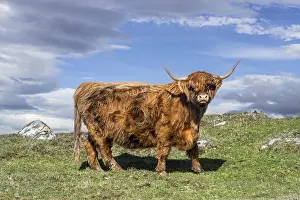 Meat: Highland cow (Bos taurus) portrait in the Scottish