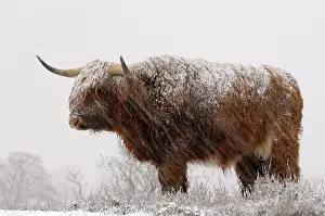 Indicus: Zebu