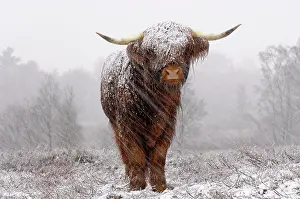 Indicus: Zebu