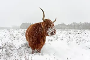 Witte: Zebu